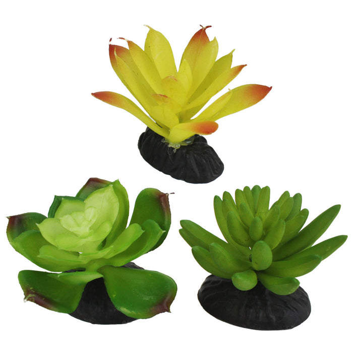 Komodo Desert Succulent Plant Yellow & Green, 1ea/3 pk