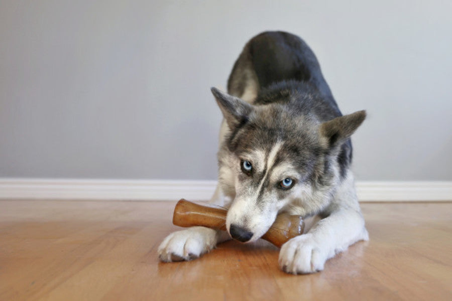 Nylabone Just for Puppies Teething Chew Toy Classic Bone, 1ea/XL - 50+ lb