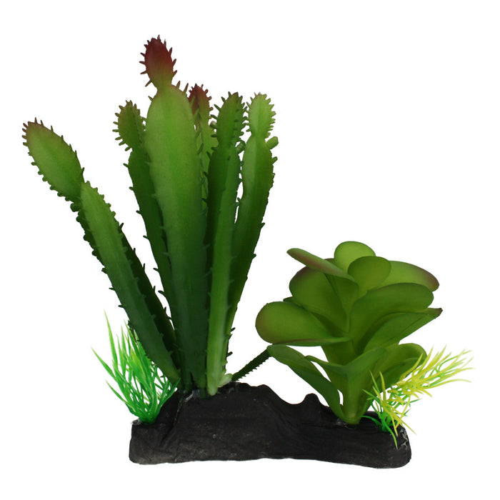 Komodo Cactus & Succulent Plant 1ea/One Size