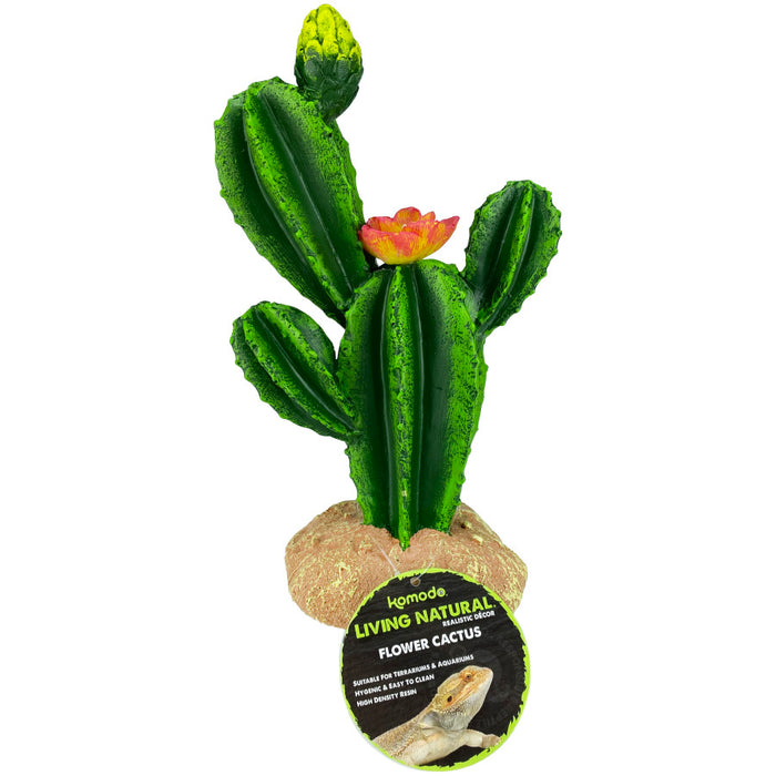 Komodo Cactus Plant Flower 1ea/9 in