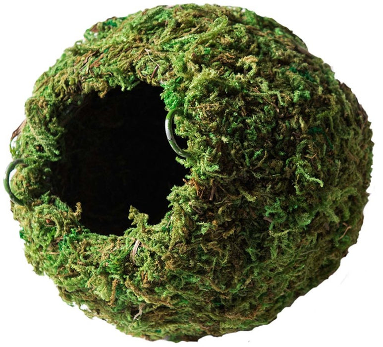 Galapagos Mossy Cave Terrarium Hideaway Fresh Green, 1ea/6 in