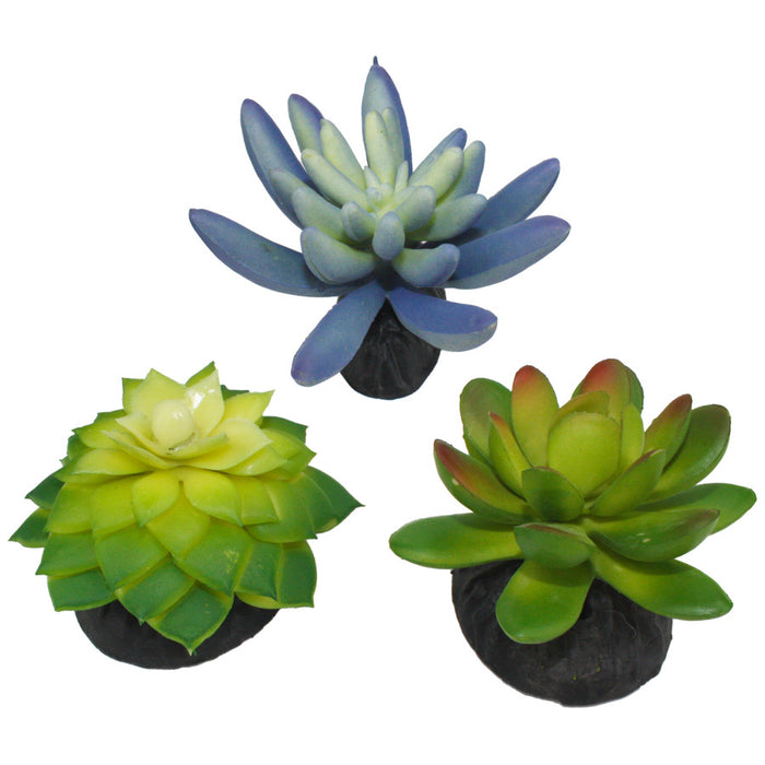 Komodo Desert Succulent Plant Blue & Green, 1ea/3 pk