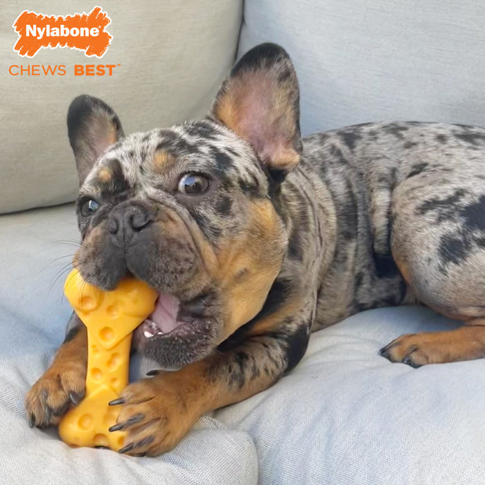 Copy of Nylabone Power Chew Cheese Dog Toy 1ea/XL - 50+ lb