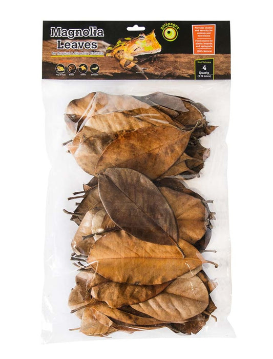 Galapagos Magnolia Leaves for Tropical & Bioactive Habitats Brown, 1ea/4 qt