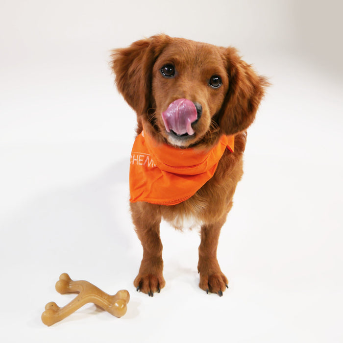 Nylabone Gourmet Style Strong Chew Wishbone Dog Toy Chicken, 1ea/SMall - Up To 25 lb