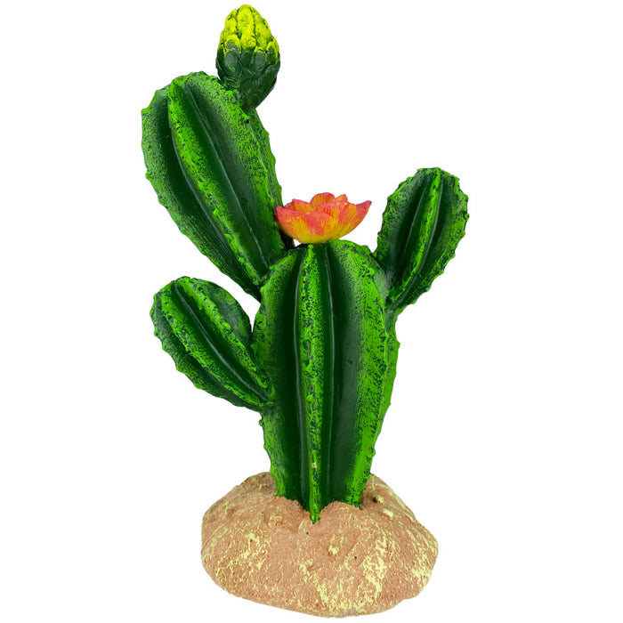 Komodo Cactus Plant Flower 1ea/9 in