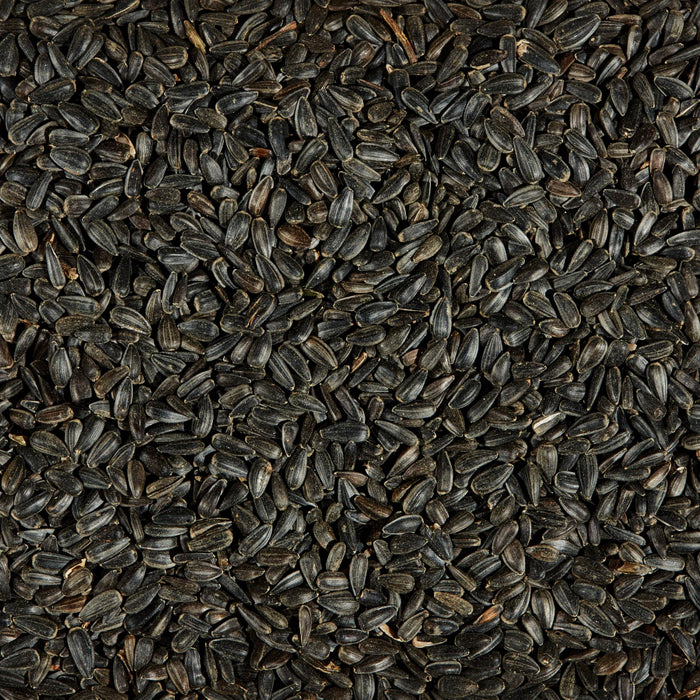 Kaytee Black Oil Sunflower Food 1ea/5 lb