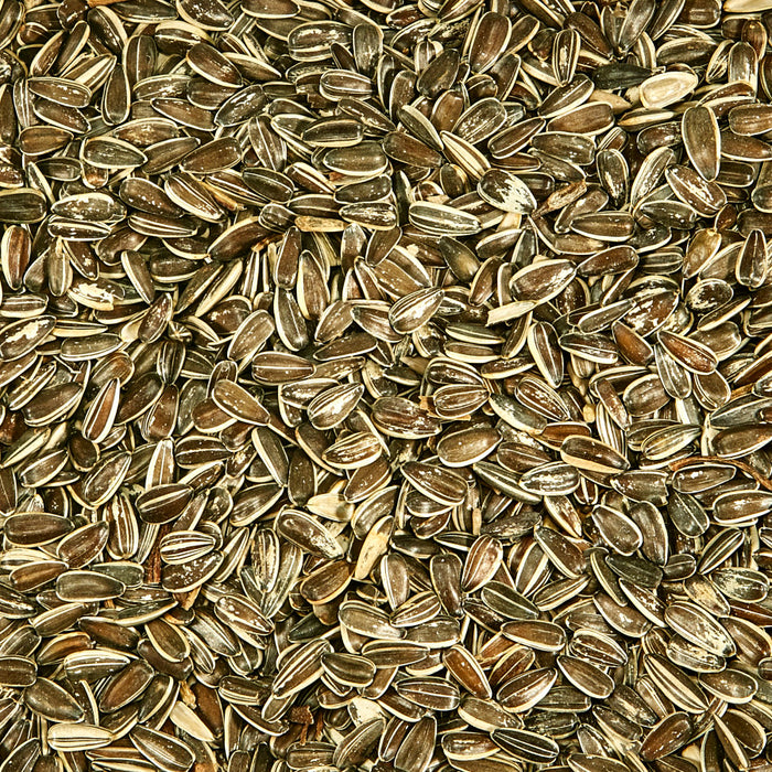 Kaytee Striped Sunflower Wild Bird Food 1ea/5 lb